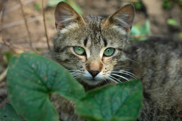 Portrait Cute Fluffy Cat — Stock Photo, Image