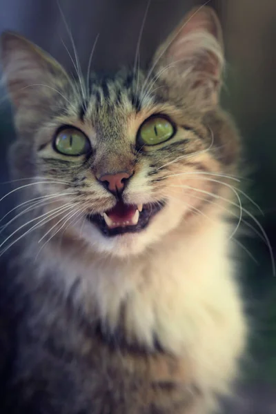 Πορτρέτο Του Χαριτωμένο Χνουδωτή Γάτα — Φωτογραφία Αρχείου