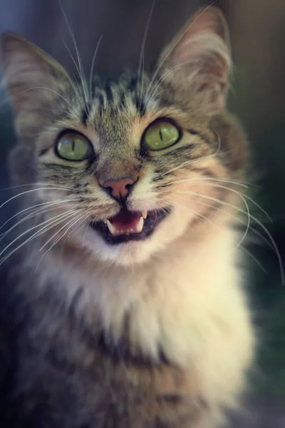 Retrato Gato Fofo Bonito — Fotografia de Stock