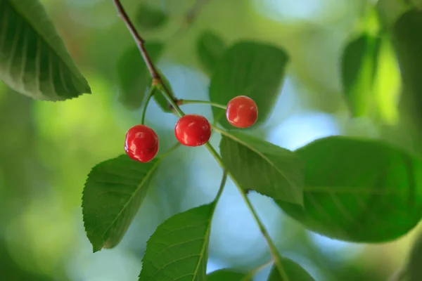 Red Sweet Cherry Branch — Stock fotografie