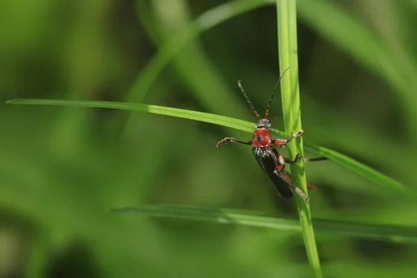 Portrait Cute Red Bug Sitting Grass — 图库照片