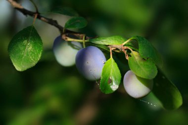 Blue plum on branch in summer garden