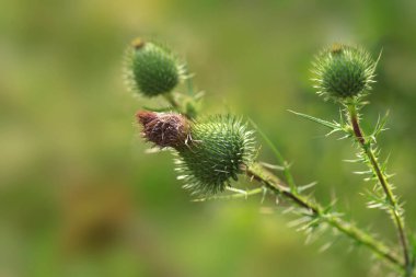 Green summer plants in garden