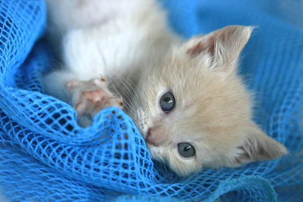 Portrait Cute Blue Eyed Kitten — Zdjęcie stockowe