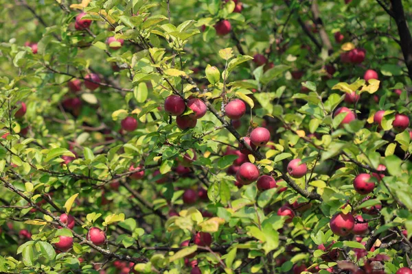 Sweet Red Apples Tree — стоковое фото