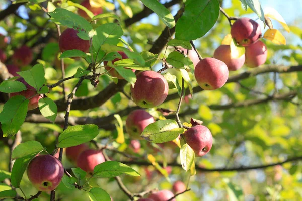Sweet Red Apples Tree — стоковое фото