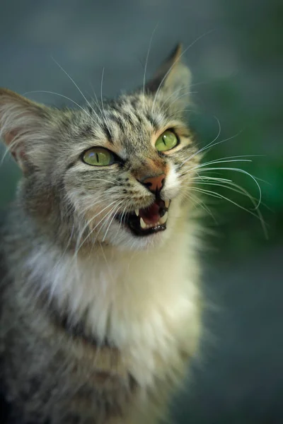 かわいい緑の猫の肖像画 — ストック写真