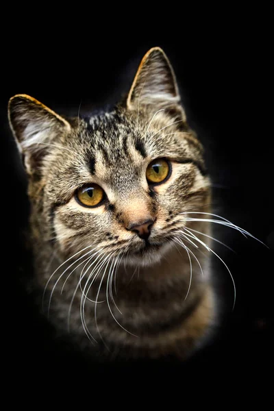 Портрет Дикої Сірої Кішки — стокове фото