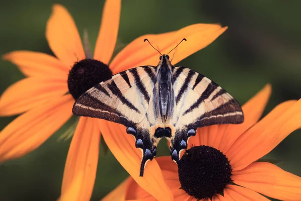 Motyl Paski Siedzący Kwiatach — Zdjęcie stockowe