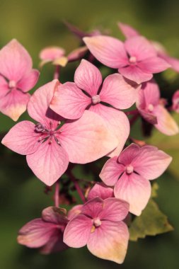 Doğada renkli yaz bitkileri