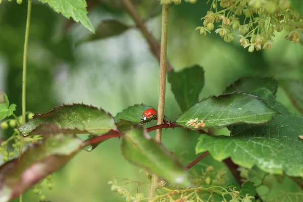 Kleine Rode Lieveheersbeestje Zittend Plant — Stockfoto