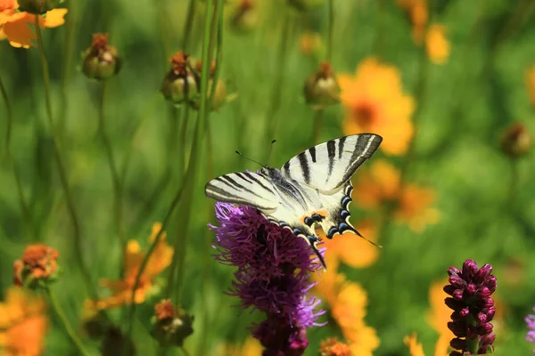 Csíkos Pillangó Virág — Stock Fotó