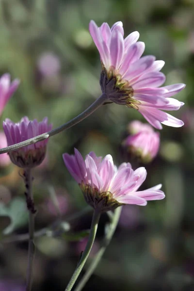 Фиолетовые Цветы Фоне Природы — стоковое фото
