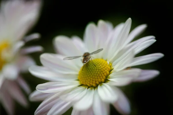 Malá Moucha Bílém Květu — Stock fotografie