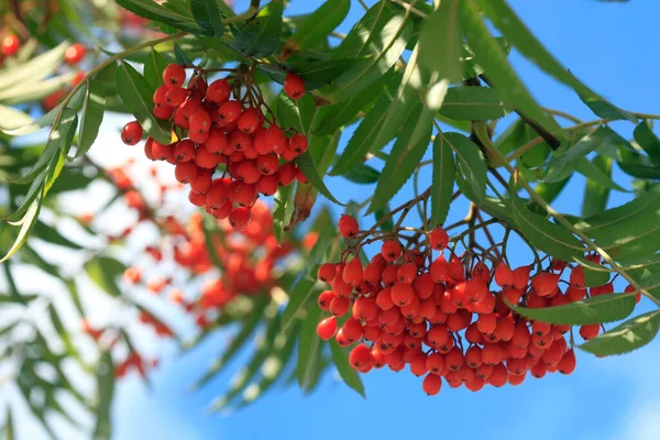 Červené Bobule Podzimní Strom — Stock fotografie