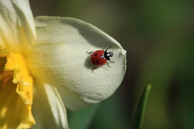 çiçek üzerinde oturan kırmızı uğur böceği