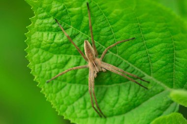 Yeşil yaprağın üzerinde oturan gri örümcek