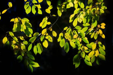 Doğada renkli sonbahar bitkileri