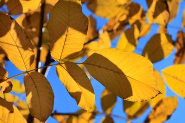 Doğada renkli sonbahar bitkileri