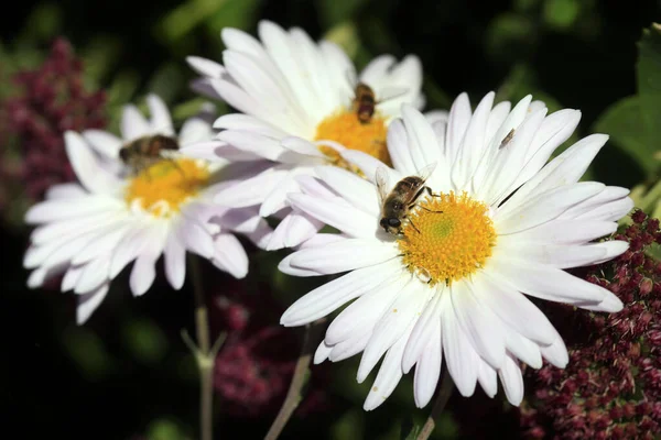 Kleurrijke Herfstplanten Natuurachtergrond — Stockfoto