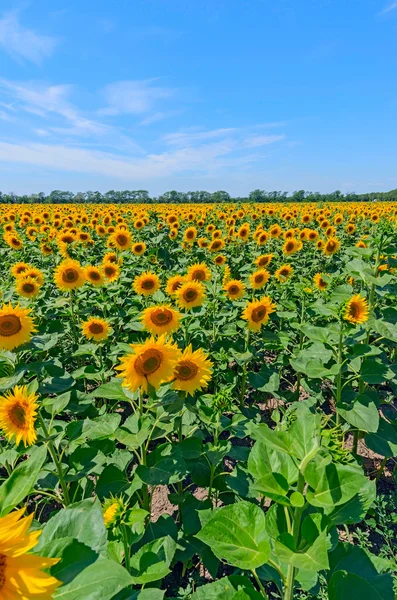 Campo di girasoli contro il cielo blu in Russia . — Foto Stock