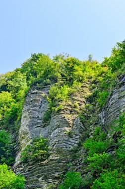 relict porsukağacı koru Dağı akhun Tarih.