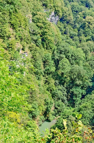 Relikt yew tree grove på mount akhun. — Stockfoto