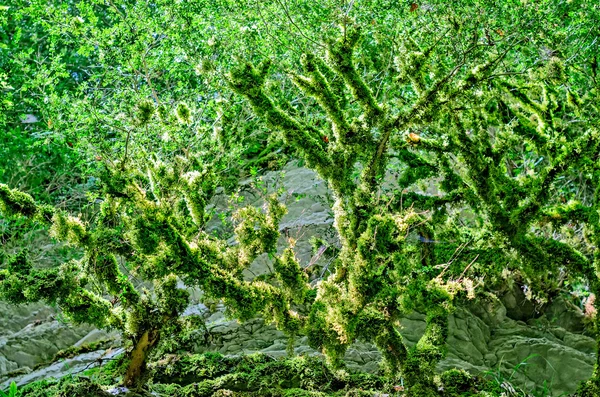 Relict yew-tree grove on the mount Akhun. — Stock Photo, Image