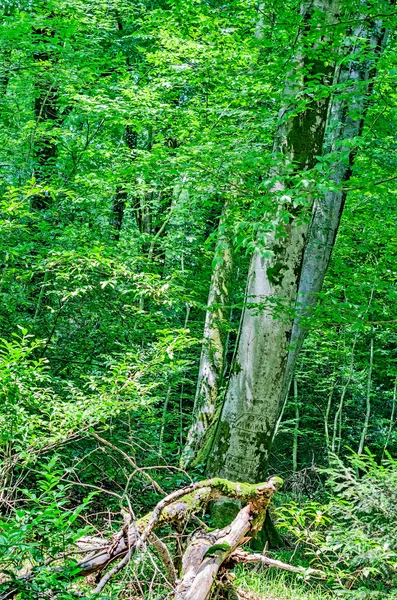relict porsukağacı koru Dağı akhun Tarih.