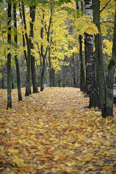 Parco autunnale nella regione di Mosca . — Foto Stock