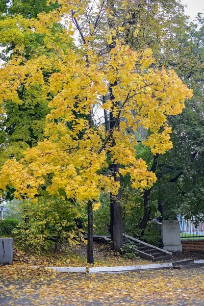 Herbstpark in der Region Moskau. — Stockfoto