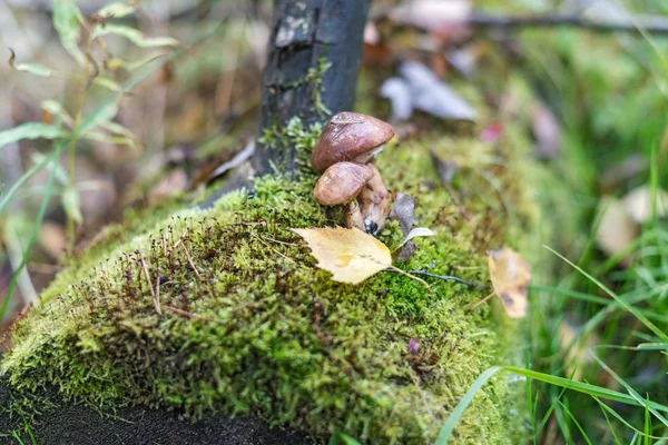 Autumn mushrooms in the forest. — Stock Photo, Image