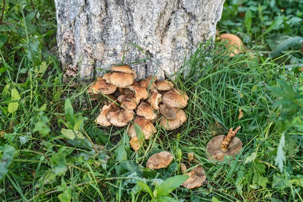 Осенние грибы в лесу. — стоковое фото