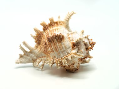 beyaz arkaplanda deniz kabuğu.