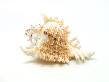 beyaz arkaplanda deniz kabuğu.