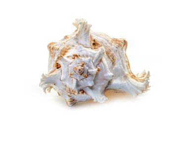 beyaz arkaplanda deniz kabuğu.