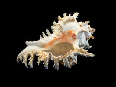 Siyah arka planda deniz kabuğu.