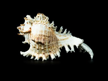 Siyah arka planda deniz kabuğu.