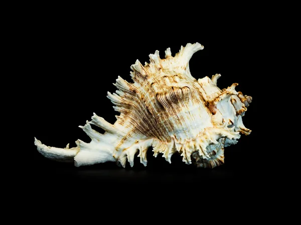 Cáscara de mar sobre fondo negro. — Foto de Stock