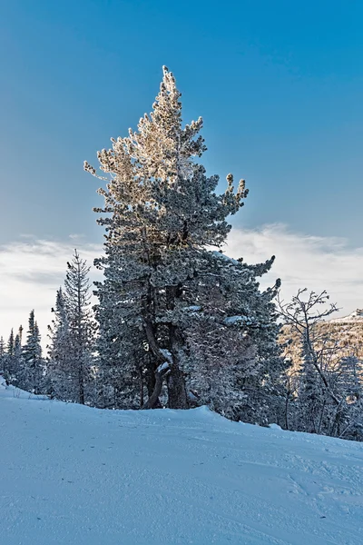 Ski resort Sheregesh, Kemerovo region, Russia. — Stock Photo, Image