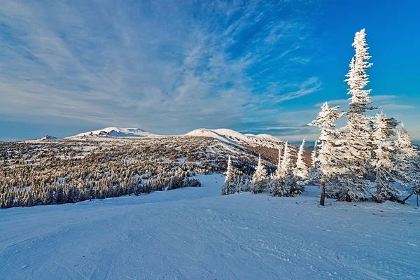 Ski resort sheregesh, kemerovo bölgesi, Rusya Federasyonu.