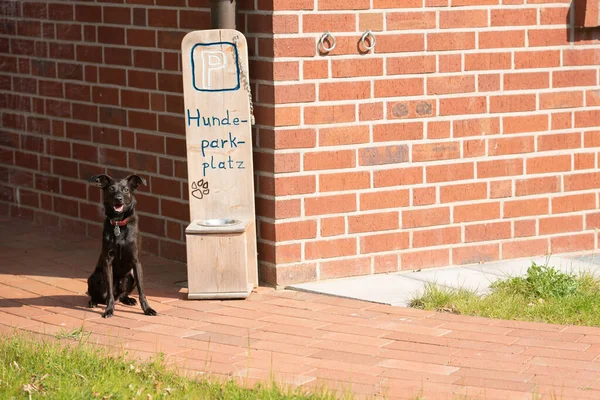 Otoparkta köpekler için bir köpek