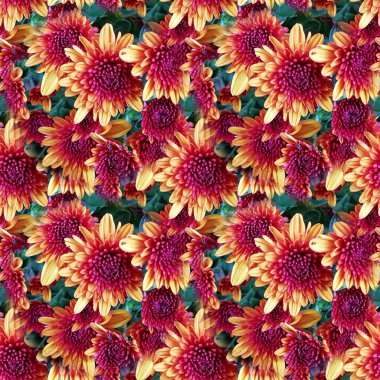 Kusursuz kasımpatı deseni, bahçede güzel kasımpatı çiçekleri kumaş, tekstil, arka plan, lüks ve duvar kağıdı dizaynı. Bitmeyen tekrarlama deseni