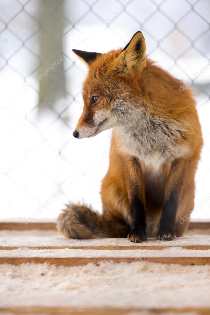 Red Fox sitting in a cage.