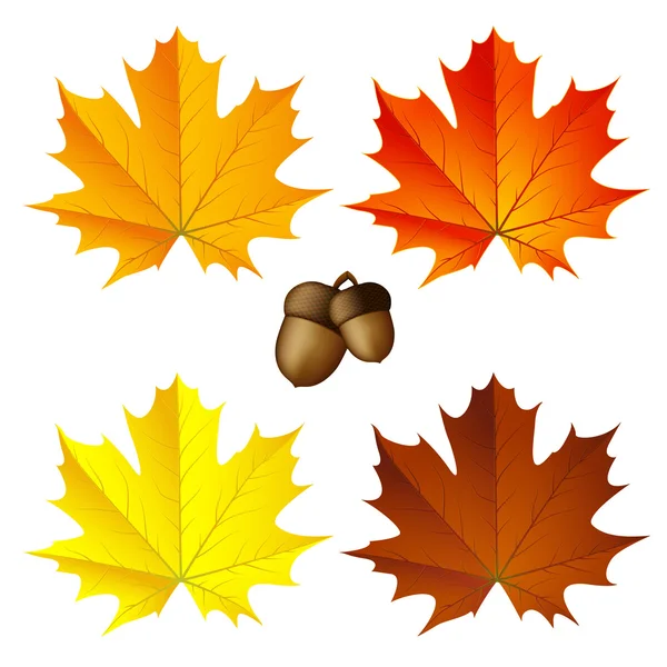 Kleurrijke herfst esdoorn bladeren — Stockvector