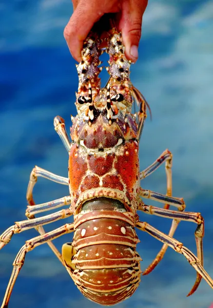 Homard XXL Photo De Stock