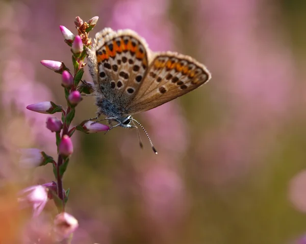 Hermosa mariposa en el brezal —  Fotos de Stock
