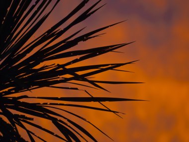 palmiye ağacı silüeti