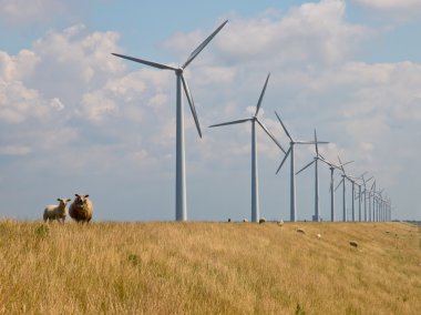 koyun windturbines önünde