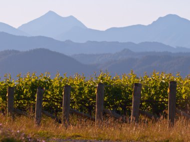 Vinyard dağ zemin